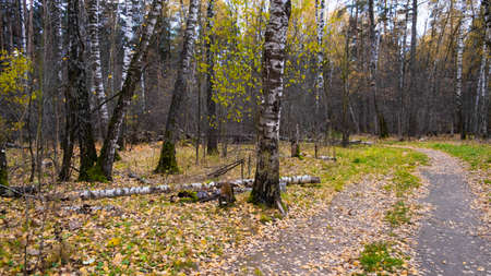 Autumn path in the Russian forest.の写真素材