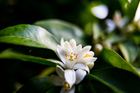 Green bright orange tree leaves and orange flower neroli with raindrops, dew backgroundの写真素材
