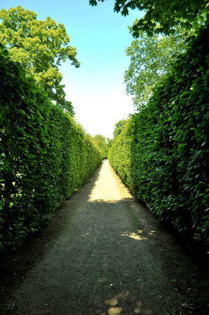 maze in garden