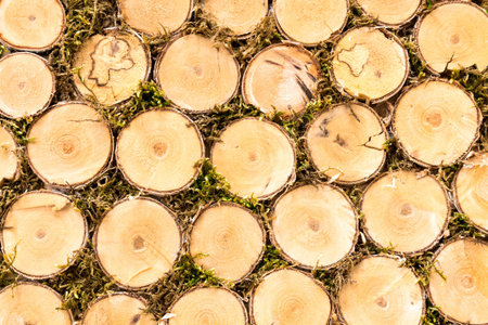 Background of the wooden sections. Natural texture of wood.