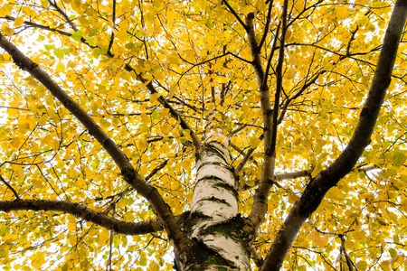 Treetop. View from the bottom.の写真素材