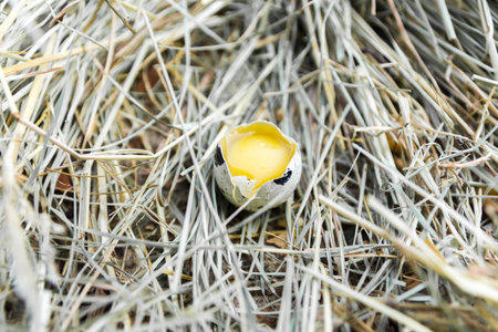 Quail egg broken. The yolk of the egg. Front view.