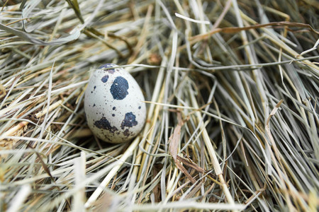 Quail egg front view.の写真素材
