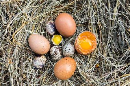 A variety of eggs in the manger. Top view.の写真素材