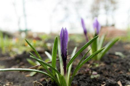 Saffron under raindrops. Flowering flower focus. Earth. Priming.
