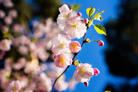 Cherry blossom. Japanese cherry. Japanese cherry flowers branch.