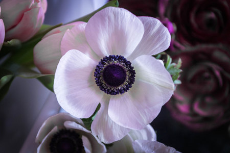 Marianne white. Anemore. Anemone means Windflower in Greek.の写真素材
