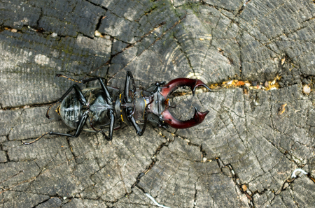 The reverse side of the beetle. Inverted beetle. The beetle is a deer from below. Insect in nature.の写真素材