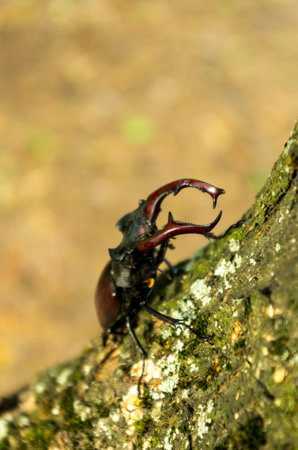 Lucanus cervus is climbing the tree. Insect in nature.の写真素材