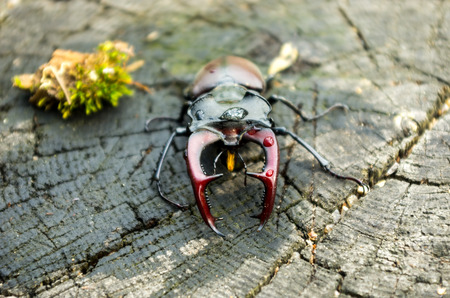 A large insect with horns. A terrible beetle. Horizontal frame. Lucanus cervus in nature.の写真素材
