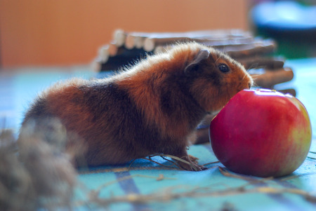 Pets. Homemade hamster. The guinea pig.の写真素材