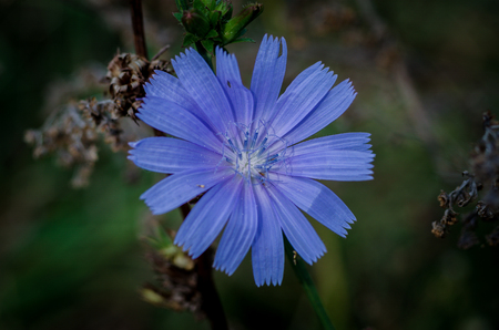 Flower of wild chicory. Medicinal plant. Herbal clock. Wild chicoryの写真素材