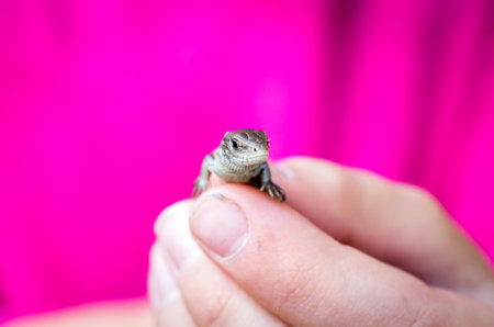 The lizard is sandy. The man is holding a lizard in his hands.