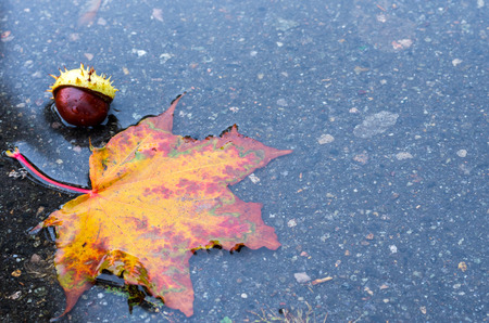 Autumn arrangement of maple leaf and chestnut. Autumn, rain and a puddle.の写真素材