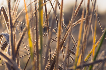 Autumn. Yellow grass covered with hoarfrost. Background of autumn grass. Cool autumn.の写真素材