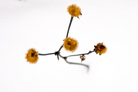 Winter composition. Minimalism. Two colors.の写真素材