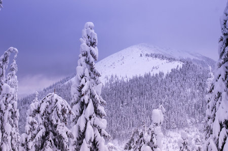 View of the snow-covered mountains with the front background. Snow-covered firs in the foreground.