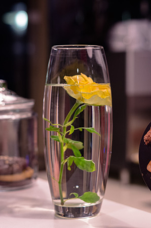 Yellow rose in a flowerpot. A flower under the water. Decoration from a flower. One rose in a vase.の写真素材