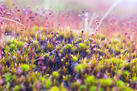 Prickly grass. Background of multi-colored grass. Macro Photo.の写真素材