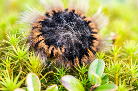 Hairy caterpillar. Black orange caterpillar. Caterpillar rolled into a circle. Caterpillar on the grass.の写真素材