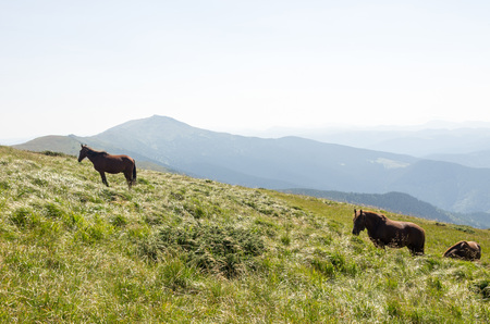 Horses are walking on a mountain massif. Sunny day.の写真素材
