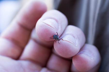 The tick is crawling on the arm. The tick is on the man's arm. Mite on the fingers.の写真素材