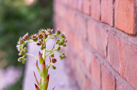 Sempervivum. Bloomiring plant. Flowering pot. Flower near the wall. Copyspaceの写真素材