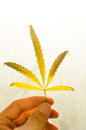 Sheet dry hemp in the hands. Sunbeam to the light.の写真素材