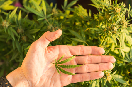 Pentagonal hemp leaf in hand. Harvest hemp. Harvest check.の写真素材