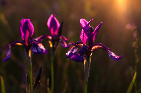 Transparent petals iris. Light through the petals.