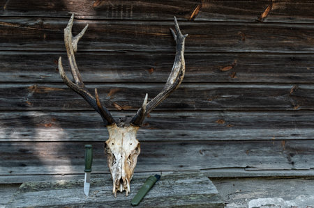 Deer skull and horns. The skeleton of a large deer. Fron view.
