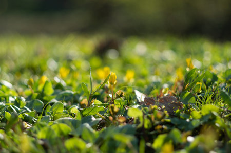 Beautiful background of fresh park plants and flowers. Macro photo of park flowers. Yellow flower in...