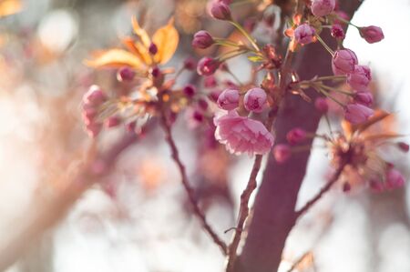 The beginning of sakura blossom. Sakura flowers and buds in the sun. Beautiful pink flowers in the sun.の写真素材