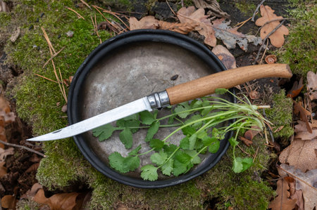 Folding knife with cilantro.