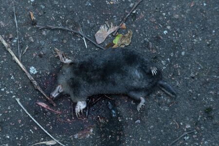 Killed shrew on the pavement. Mole on the pavement. Rodent and blood. Top.の写真素材