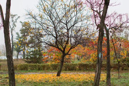 Trees without foliage. Autumn city park. Multicolored autumn leaves. Fog and dampness.
