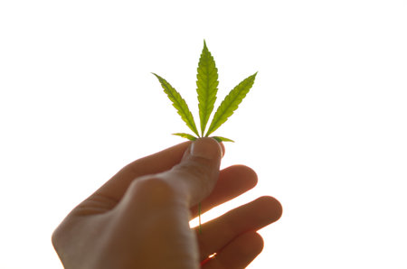 Cannabis leaf in hand. Cannabis leaf on a white background.の写真素材