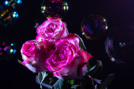 Scarlet roses on a black background. Roses and soap bubbles. Lots of soap bubbles.