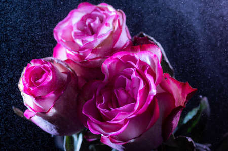 Bouquet of red roses s water drops. Spraying water on roses. Dew on roses.の写真素材