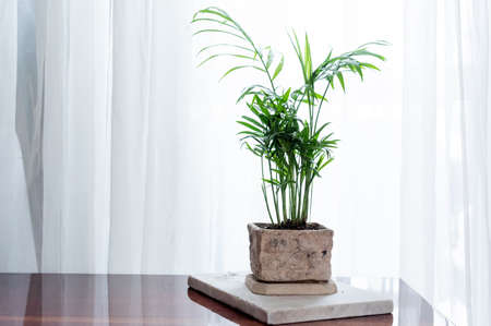 Palm plant in a ceramic pot. A pot with a palm tree on the table. Front view.の写真素材