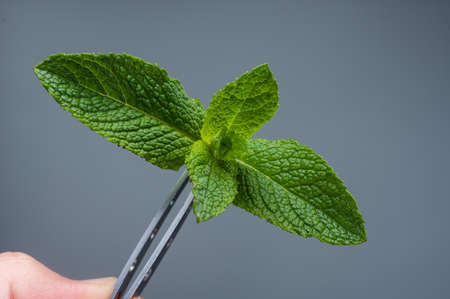 Hold the plant with tweezers. Mint leaves on a gray background. Hold the leaves with tweezers.の写真素材