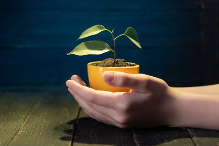 A small flowerpot with a plant. Small flowerpot in hand. Yellow flowerpot with a flower. Pot and palms. Blue background.の写真素材