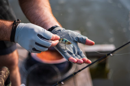 The fisherman in gloves holds the bait. The fisherman holds the bait in his hands. Spinning and hard...