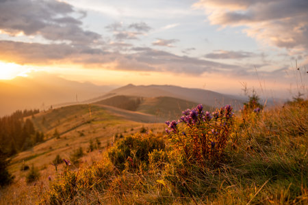 Blooming bouquet of mountain flowers against the backdrop of sunrise. Sunrise in the Carpathians. Flowers against the backdrop of mountains in bokeh.の写真素材