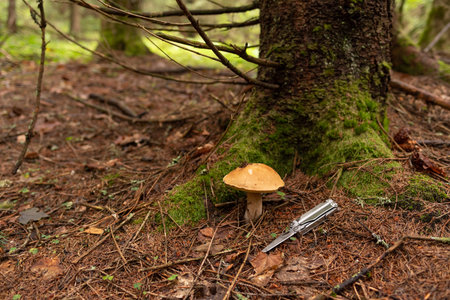 Collect mushrooms with a utility knife. Multifunctional knife and mushroom. Collect mushrooms in the forest. Front view.の写真素材