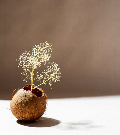 Ornamental plant and coconut. Minimalistic composition. Plant background.の写真素材