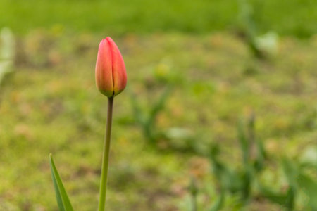 Lonely pink tulip. The tulip has not yet blossomed.の写真素材