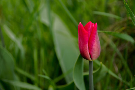 Single red tulip. Bud red tulip.の写真素材