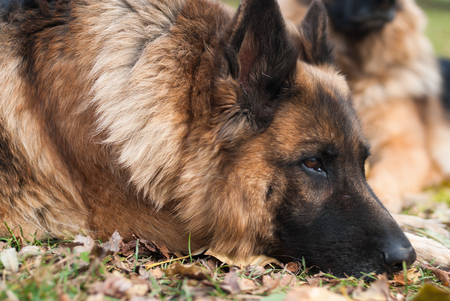 Dog german sheperdの写真素材