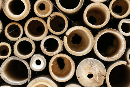 Different diameter cut bamboo. Sharp fibre and textureの写真素材